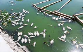 Cá chết hàng loạt do thời tiết nắng nóng kéo dài tại xã Nam Tân    